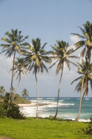 12410905_s - Palmen und Meer 12410905_s - Palmen und Meer